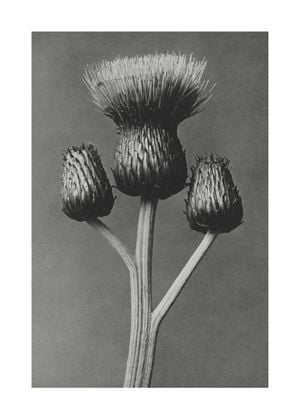 Queen Anne Thistle By Karl Blossfeldt