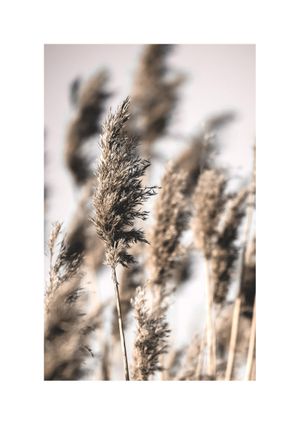 Reeds 1 21x30