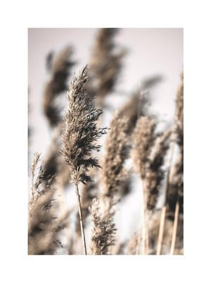 Reeds 1 30x40