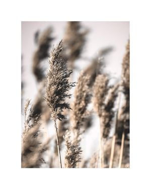 Reeds 1 40x50