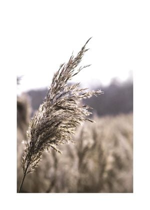Reeds 2