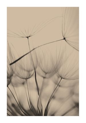 Reeds 3 70x100