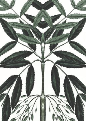 Refurnished Vintage Herb Reflection
