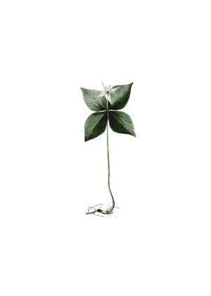 Refurnished Vintage Root
