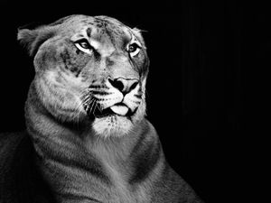 Regal Cat 40x30