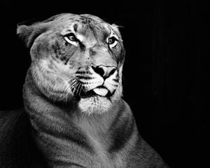Regal Cat 50x40