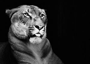 Regal Cat