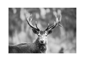 Regal Stag