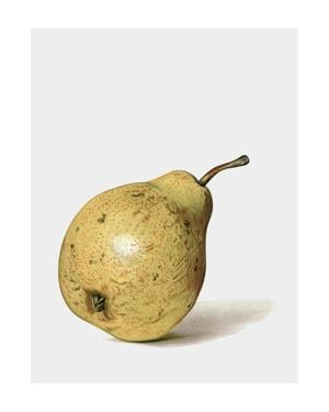 Ripe Pear 40x50