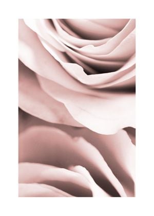 Rose Close 50x70