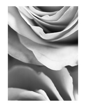 Rose Petals 1 40x50