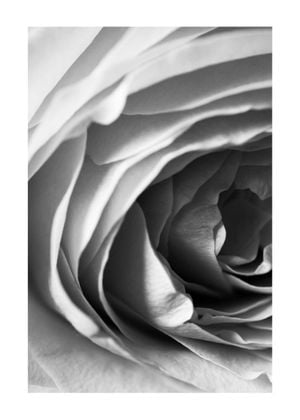 Rose Petals 2