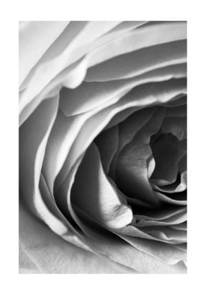 Rose Petals 2 70x100