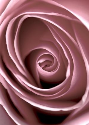 Rose Vertigo