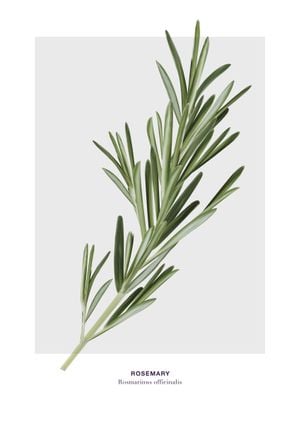 Rosemary 21x30