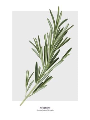 Rosemary 30x40