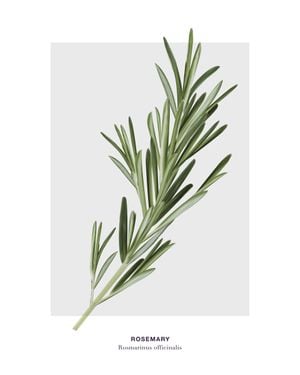 Rosemary 40x50