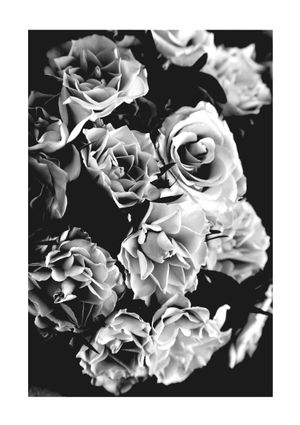 Roses Black And White 21x30