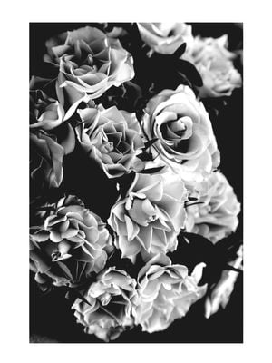 Roses Black And White 30x40