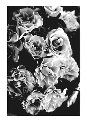 Roses Black And White