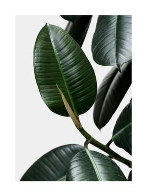 Rubber Leaves 30x40