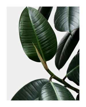 Rubber Leaves 40x50