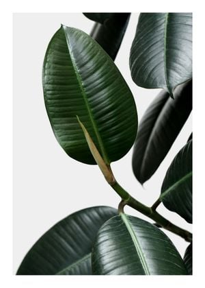 Rubber Leaves 50x70