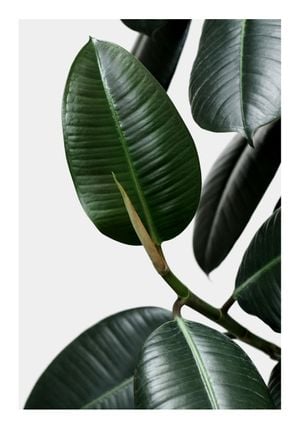 Rubber Leaves 70x100