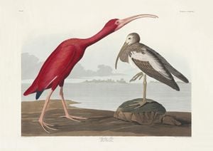 Scarlet Ibis By John James Audubon 30x21