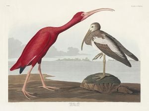 Scarlet Ibis By John James Audubon 40x30