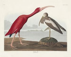 Scarlet Ibis By John James Audubon 50x40