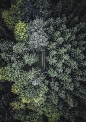 Secret Road 21x30
