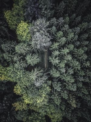Secret Road 30x40