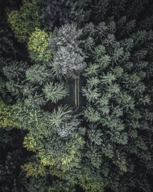 Secret Road 40x50