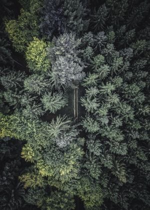 Secret Road 50x70