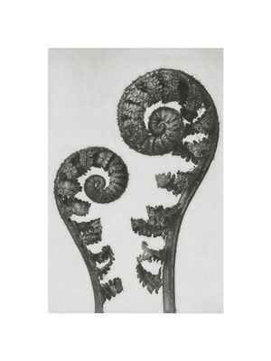 Shield Fern Fronds By Karl Blossfeldt 30x40