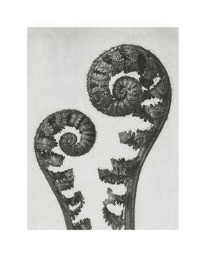 Shield Fern Fronds By Karl Blossfeldt 40x50