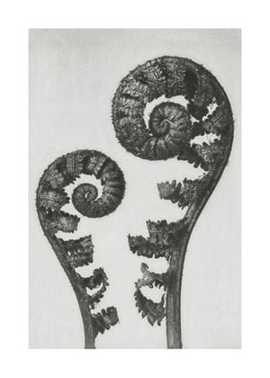 Shield Fern Fronds By Karl Blossfeldt