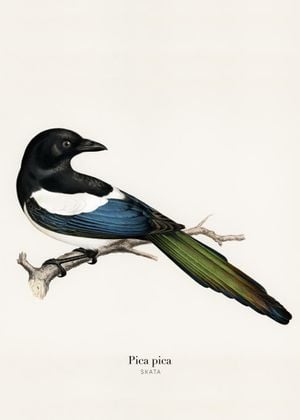 Skata
