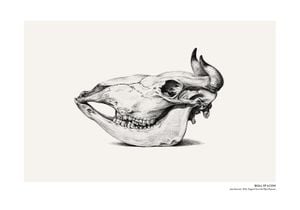 Skull Of A Cow 100x70