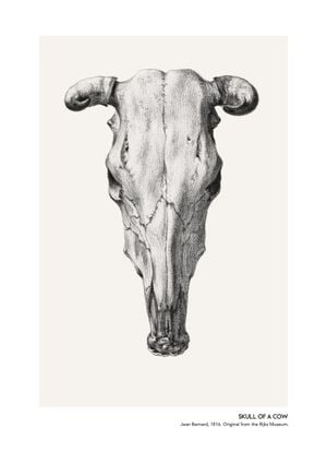 Skull Of A Cow 2 21x30