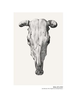 Skull Of A Cow 2 40x50