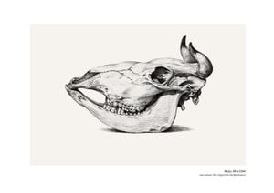 Skull Of A Cow 30x21