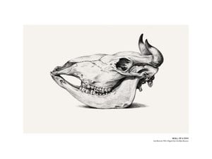 Skull Of A Cow 40x30