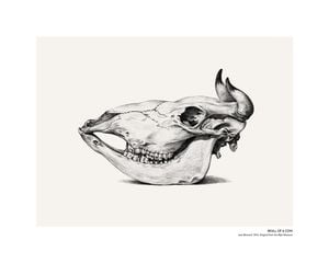 Skull Of A Cow 50x40