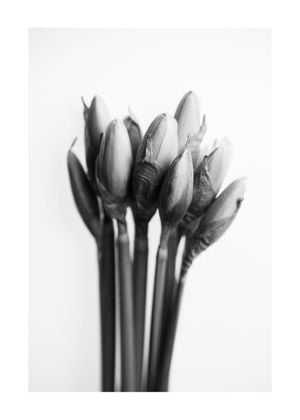 Spring Buds