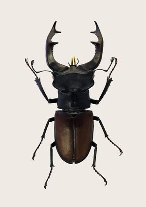 Stag Beetle 2 21x30