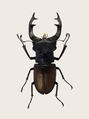 Stag Beetle 2 30x40
