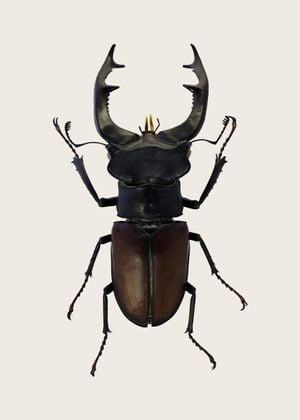 Stag Beetle 2
