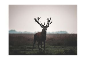 Stag On Field 100x70